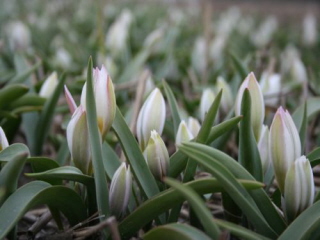 Tulipa polychroma bestellen